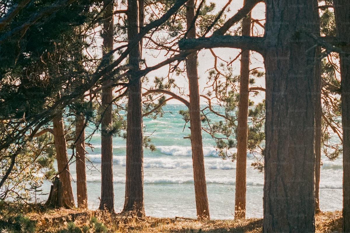 Ilustracyjne zdjęcie nadmorskiego lasu