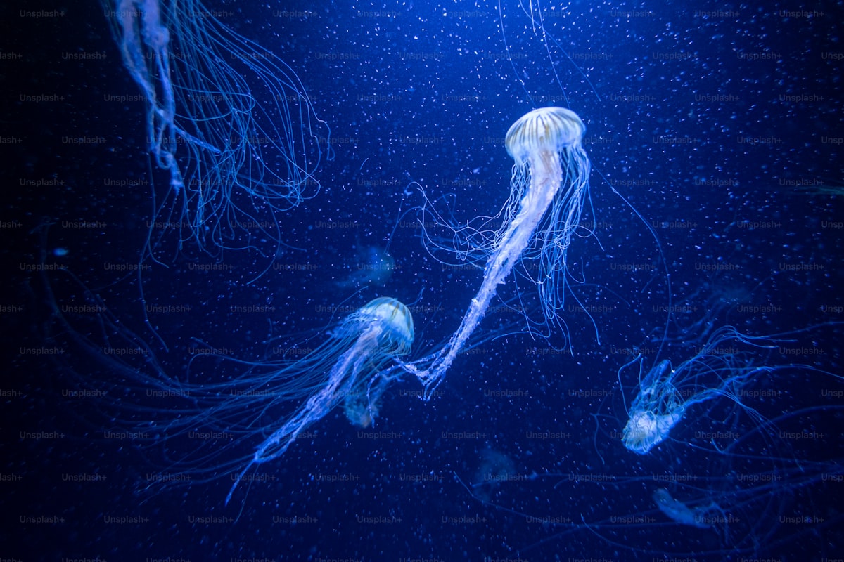 Ilustracyjne zdjęcie akwarium